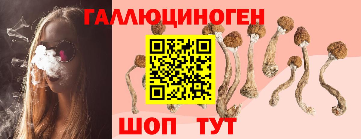 Галлюциногенные грибы Psilocybe Пермь